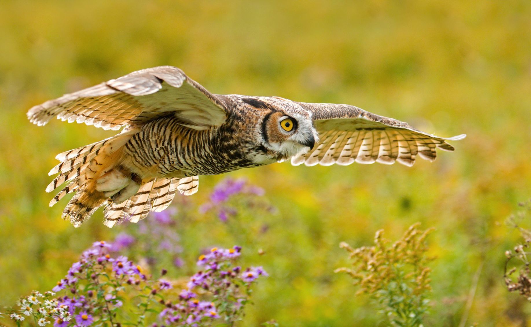 Great Horned Owl